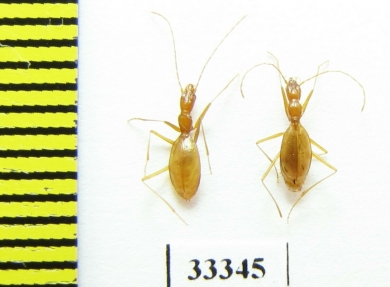 Aphaenops hustachei  France - INSECTS-STORE.RU