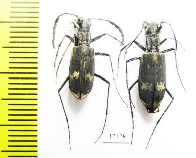 Cicindelinae sp., pair  Zambia - INSECTS-STORE.RU