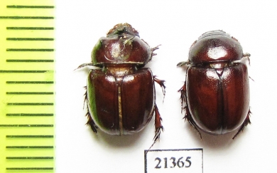 Orphninae sp., pair  Zambia - INSECTS-STORE.RU