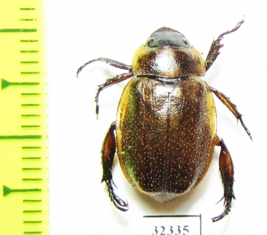 Rutelinae sp.  Madagascar - INSECTS-STORE.RU