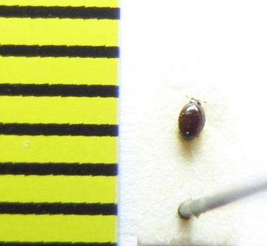 Acritus nigricornis  Belorussia - INSECTS-STORE.RU