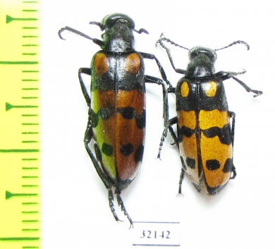 Meloidae sp.  South Africa Rep. - INSECTS-STORE.RU
