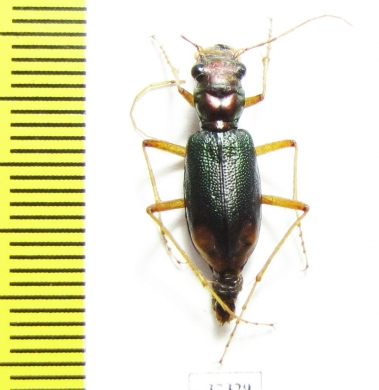 Tetracha sp.  Ecuador - INSECTS-STORE.RU