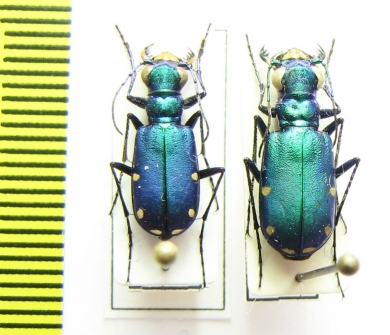 Cicindela sexguttata, pair  USA - INSECTS-STORE.RU