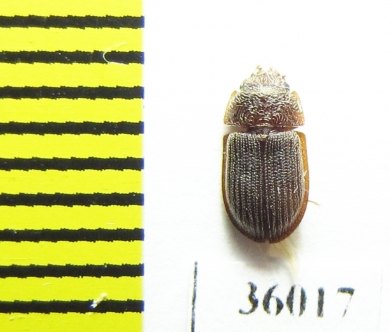 Trogossitidae sp.  Thailand - INSECTS-STORE.RU