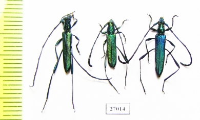 Cerambycidae sp., pair  South Africa Rep. - INSECTS-STORE.RU