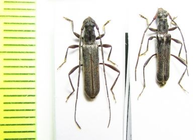 Ossibia murina  Namibia - INSECTS-STORE.RU