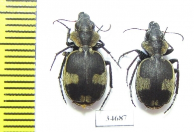 Graphipterus sp.  South Africa Rep. - INSECTS-STORE.RU