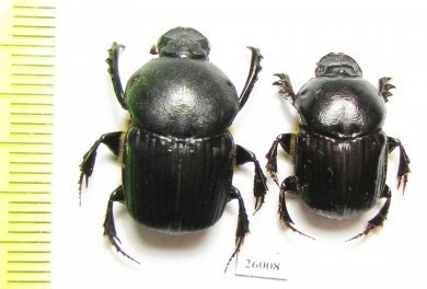 Onitis sp., pair  South Africa Rep. - INSECTS-STORE.RU