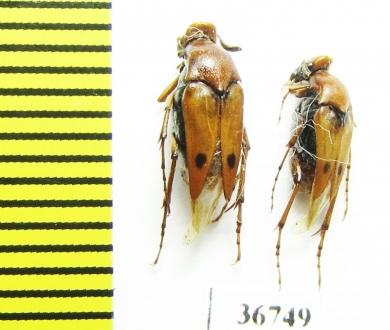 Ripiphoridae, Macrosiagon bimaculata  Russia, Volgograd reg. - INSECTS-STORE.RU