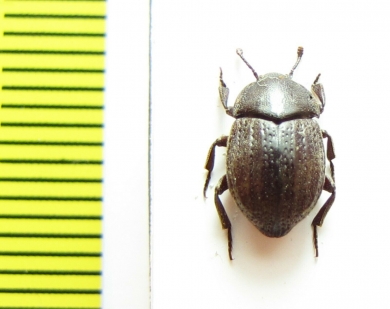 Cleteus marginicollis  Madagascar - INSECTS-STORE.RU