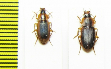 Carabidae sp.  South Africa Rep. - INSECTS-STORE.RU