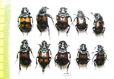 Nicrophorus vespilloides  Russia, Tver reg. - INSECTS-STORE.RU