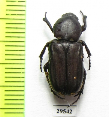 Cremastocheilini sp.  Togo - INSECTS-STORE.RU