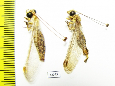 Ascalaphidae sp., pair  Tajikistan - INSECTS-STORE.RU
