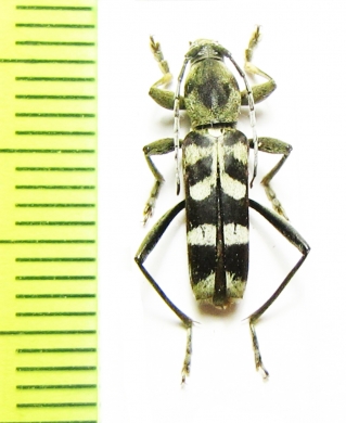 Chlorophorus dimidiatus  Indonesia, Sulawesi - INSECTS-STORE.RU