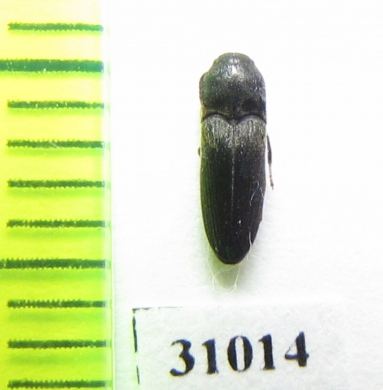 Eucnemidae sp.  Russia, Kaluga reg. - INSECTS-STORE.RU