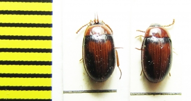 Platydema indicum, pair  Vietnam - INSECTS-STORE.RU