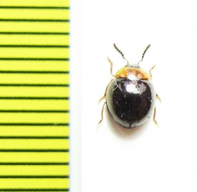 Tenebrionidae sp.  Indonesia, Papua - INSECTS-STORE.RU