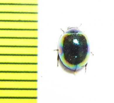 Tenebrionidae sp.  Malaysia, Borneo - INSECTS-STORE.RU