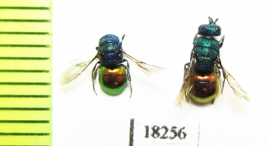 Chrysididae sp.  Kazakhstan - INSECTS-STORE.RU