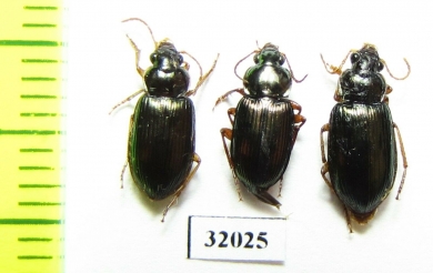 Carabidae sp.  Peru - INSECTS-STORE.RU