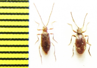 Ptinidae, Ptinus raptor, pair  Belorussia - INSECTS-STORE.RU