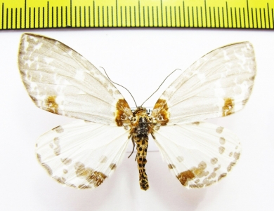 Geometridae sp.  Nepal - INSECTS-STORE.RU