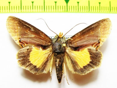 Noctuidae sp.  Bolivia - INSECTS-STORE.RU