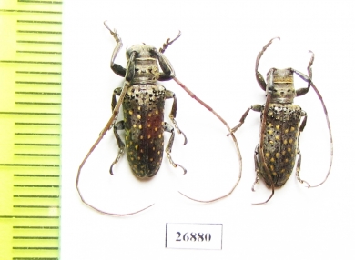 Oncideres ocularis, pair  Argentina - INSECTS-STORE.RU