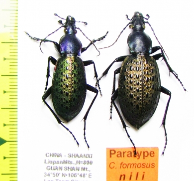 Carabus (Coptolabrus) formosus nili, pair  China  PARATYPUS - INSECTS-STORE.RU