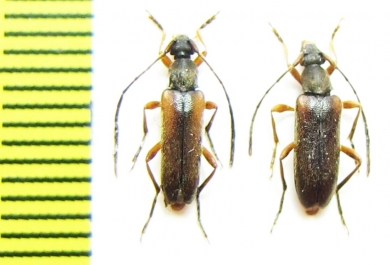 Alosterna tabacicolor bivittis, pair  Russia, Tuva reg. - INSECTS-STORE.RU