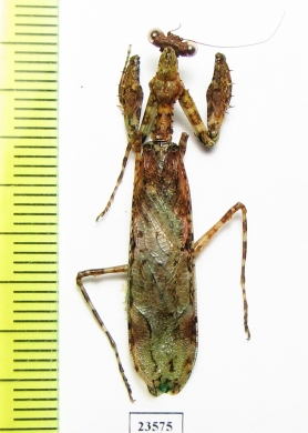 Mantodea sp.  Malaysia - INSECTS-STORE.RU