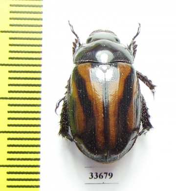 Metadorodocia sp.  Madagascar - INSECTS-STORE.RU