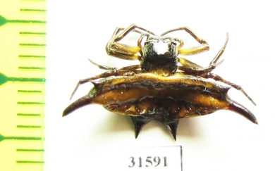 Arachnida sp.  Indonesia, Java - INSECTS-STORE.RU