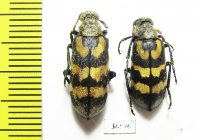 Meloidae sp.  South Africa Rep. - INSECTS-STORE.RU