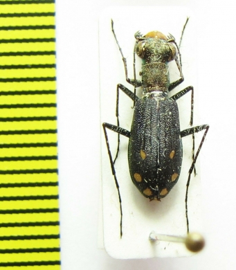 Cicindela angusticollis  Tanzania - INSECTS-STORE.RU