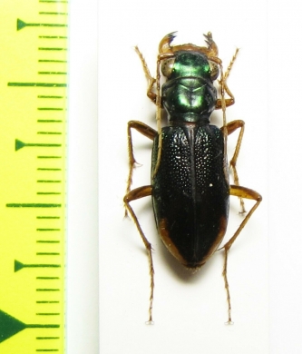 Tetracha brasiliensis  Paraguay - INSECTS-STORE.RU