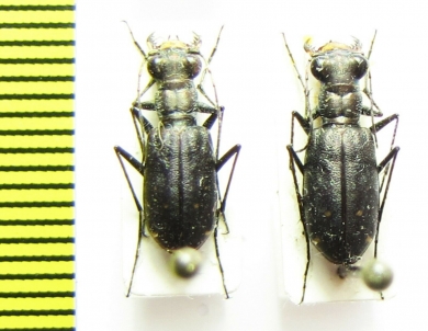 Cicindela sp., pair  USA, Florida - INSECTS-STORE.RU