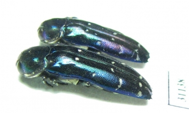 Coraebus sp.  Philippines - INSECTS-STORE.RU