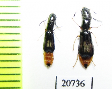 Cleridae sp. Laos - INSECTS-STORE.RU