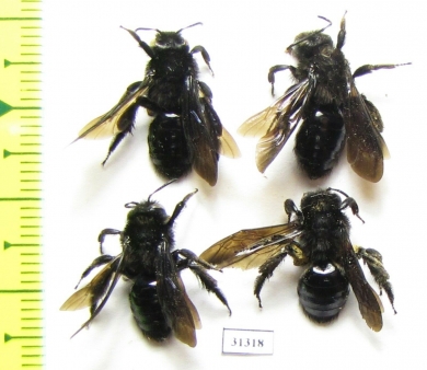 Hymenoptera sp.  Russia, Astrakhan reg. - INSECTS-STORE.RU