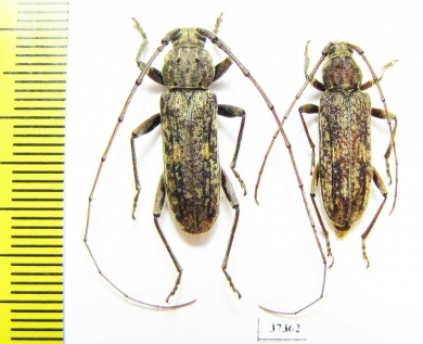 Cerambycidae sp., pair  South Africa Rep. - INSECTS-STORE.RU