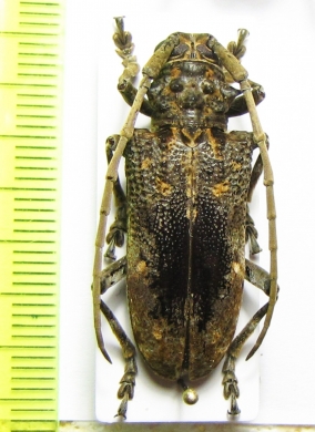 Phrynetopsis trituberculata  Tanzania - INSECTS-STORE.RU