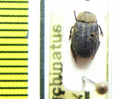 Trox echinatus  USA - INSECTS-STORE.RU