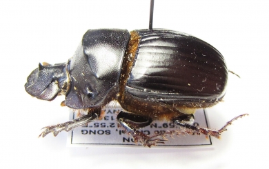 Catharsius sp.  Gabon - INSECTS-STORE.RU