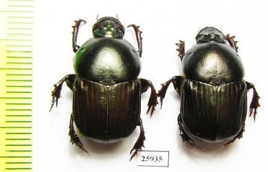 Onitis sp., pair  South Africa Rep. - INSECTS-STORE.RU