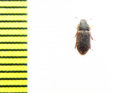 Colobicus hirtus  Italy - INSECTS-STORE.RU