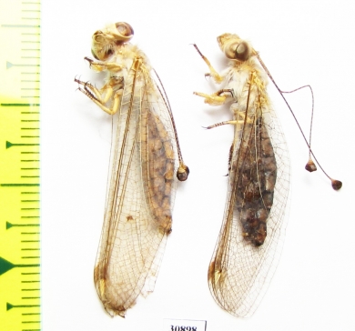 Ascalaphidae sp.  Tajikistan - INSECTS-STORE.RU