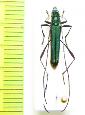 Chloridolum cinnyria  Malaysia, Borneo - INSECTS-STORE.RU